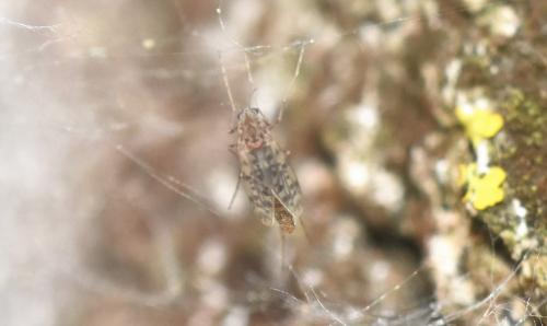 Ablabesmyia sp.